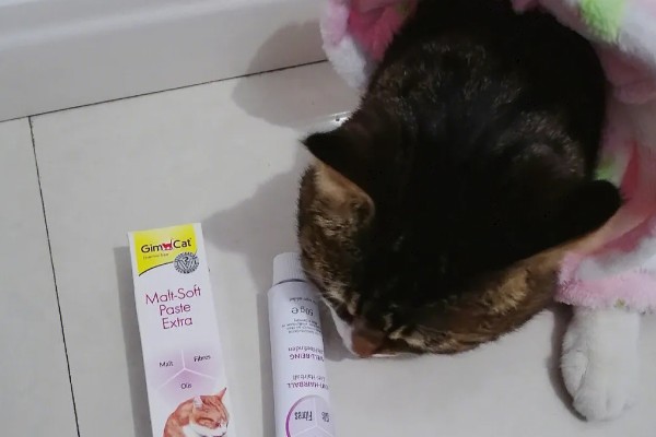 猫咪为什么会患上猫癣，可能是身体免疫力下降所致