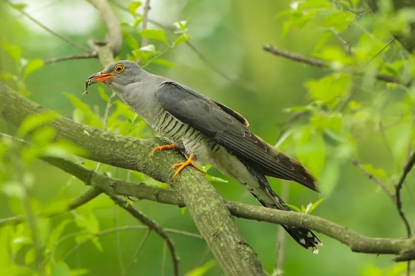 布谷鸟的寓意是什么，有着凄凉哀伤的含义