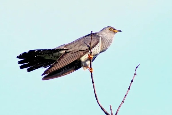 布谷鸟的寓意是什么，有着凄凉哀伤的含义
