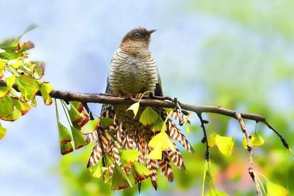 布谷鸟的寓意是什么，有着凄凉哀伤的含义