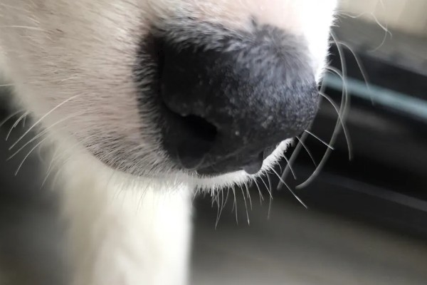 狗鼻子热是不是发烧，可能是环境温暖干燥等原因引起