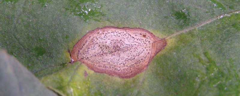 大豆炭疽病的症状，主要危害茎杆、叶片、豆荚