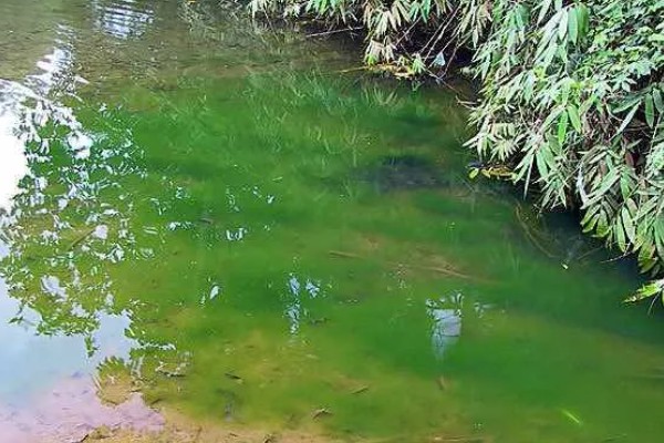 养鱼怎么用尿素肥水，每周一次每次使用5公斤