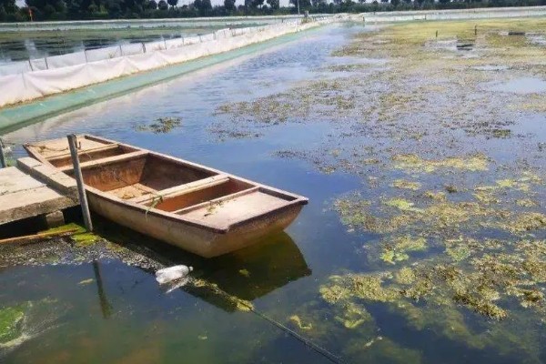 养鱼怎么用尿素肥水，每周一次每次使用5公斤