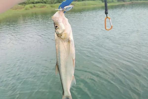 翘嘴鱼又叫什么鱼，又被称为翘嘴巴、翘鲌子等