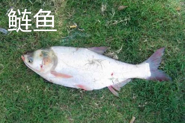 养鱼怎么用尿素肥水，每周一次每次使用5公斤