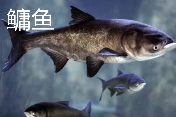 养鱼怎么用尿素肥水，每周一次每次使用5公斤