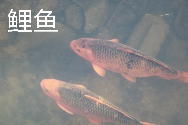 养鱼怎么用尿素肥水，每周一次每次使用5公斤