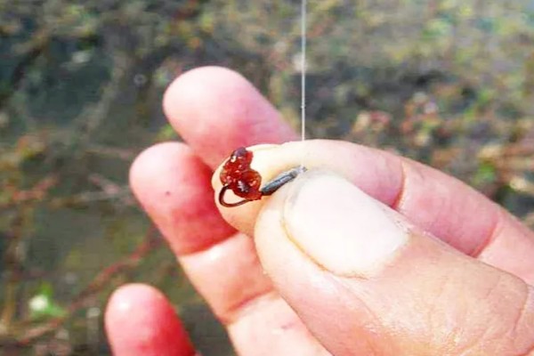 冬末初春钓鱼水深，可以在三米左右的位置