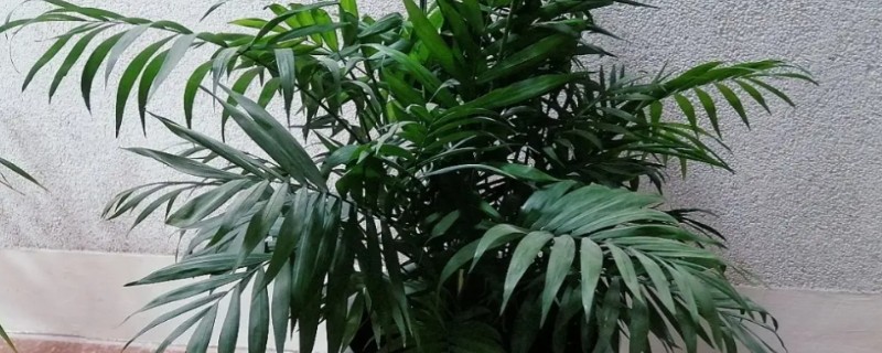 凤尾竹为何叶尖枯黄，光照过强、养分不足等因素均会造成