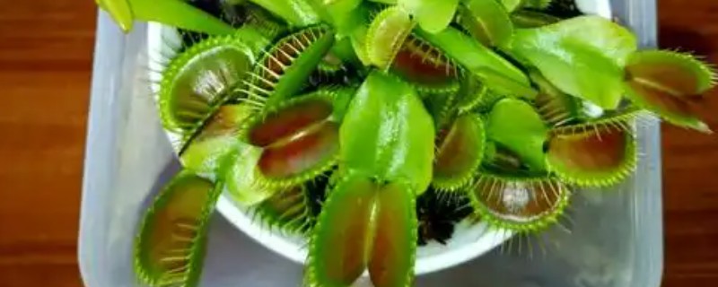 捕蝇草有什么特点，其香味非常淡