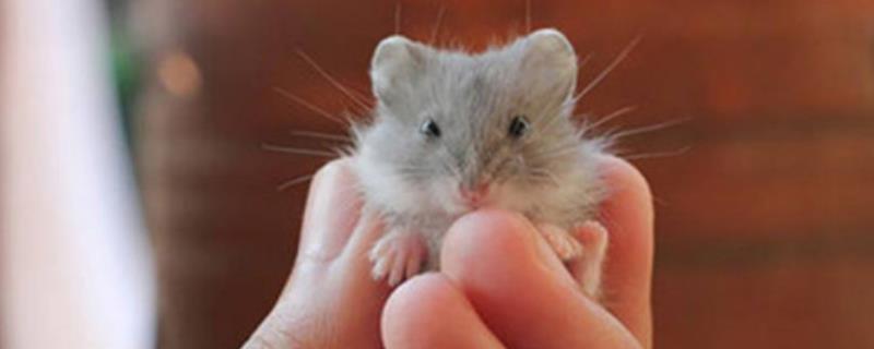 如何才能判断仓鼠牙齿过长，超过1厘米就算过长了