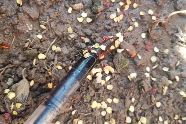 冬季怎么让辣椒种子快速萌发，用热水浸种后再放到适温环境中催芽