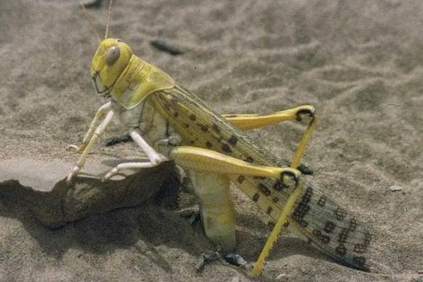 沙漠蝗的简介，是一种重大的农业害虫