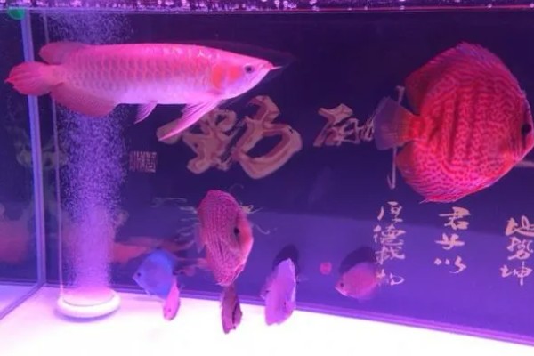 红龙鱼和什么鱼混养最好，和虎鱼以及飞凤一起混养最好