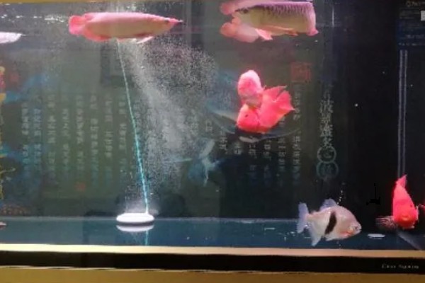 红龙鱼和什么鱼混养最好，和虎鱼以及飞凤一起混养最好