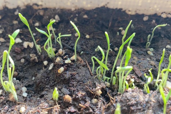 香菜的种植方式，建议选小叶品种