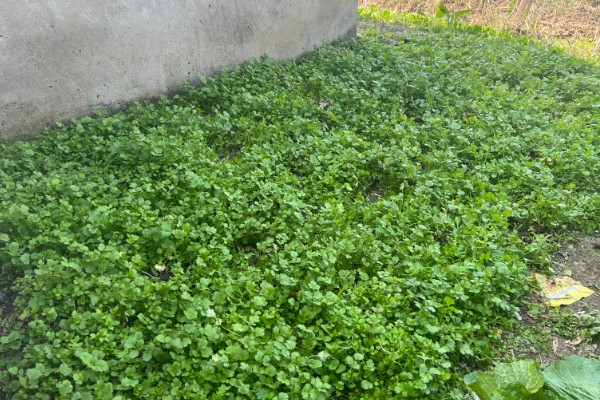 香菜的种植方式，建议选小叶品种
