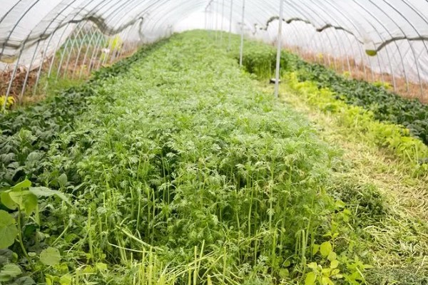 香菜的种植方式，建议选小叶品种