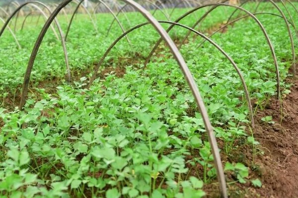 香菜的种植方式，建议选小叶品种