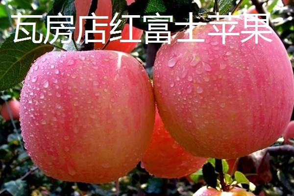 辽宁瓦房店市的特产，有黄元帅苹果、虾皮等