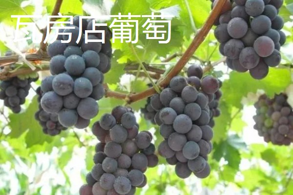 辽宁瓦房店市的特产，有黄元帅苹果、虾皮等