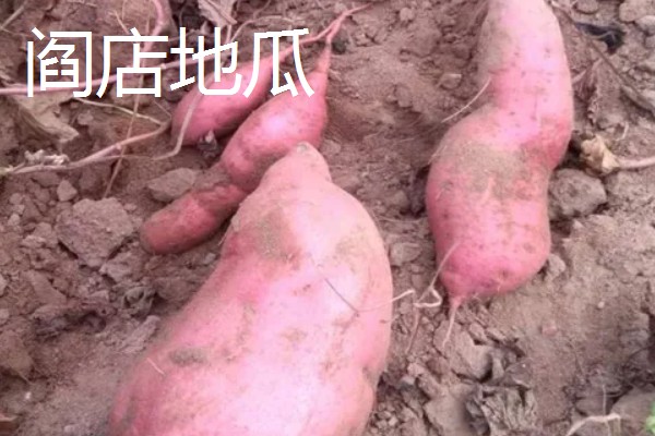 辽宁瓦房店市的特产，有黄元帅苹果、虾皮等