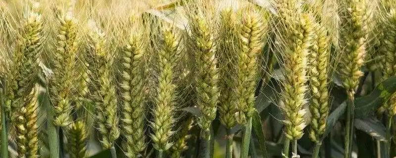 克春203小麦品种的特性，该品种幼苗直立