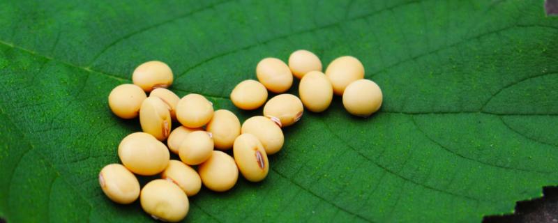 东农豆408大豆种子特点，小粒豆品种
