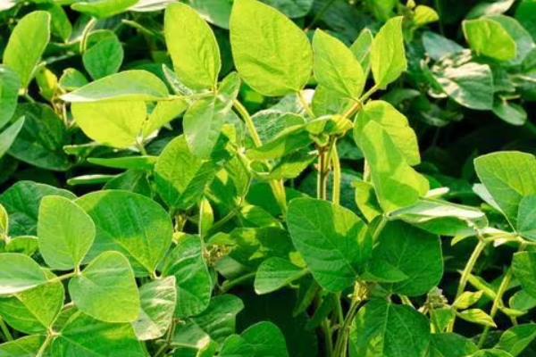 德顺36大豆种子特征特性,在适应区5月5日左右播种