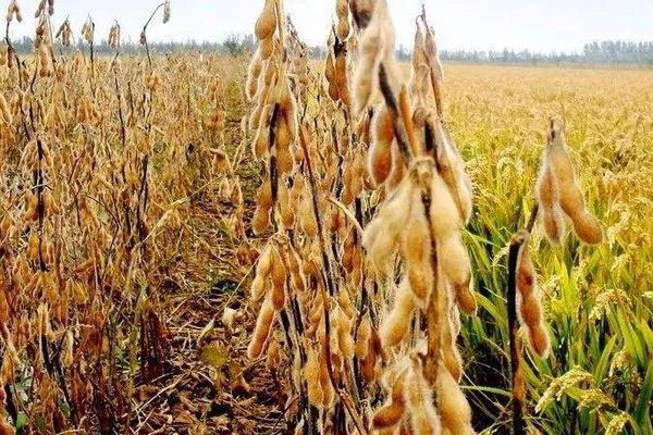 农经大豆1号大豆品种的特性,该品种为无限结荚习性