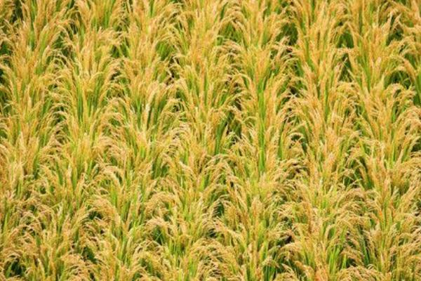 天农33水稻品种的特性，该品种主茎12片叶