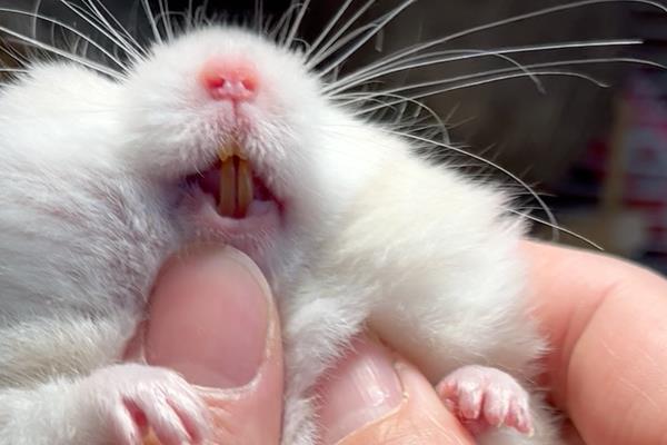如何才能判断仓鼠牙齿过长，超过1厘米就算过长了