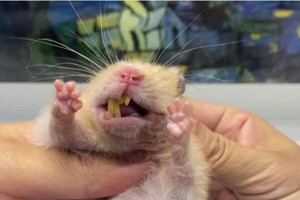 如何才能判断仓鼠牙齿过长，超过1厘米就算过长了