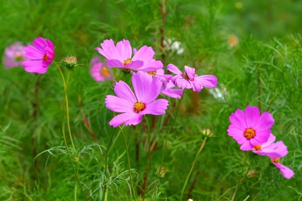 大波斯菊与格桑花有哪些区别，植株大小、叶片、花期等方面均不同