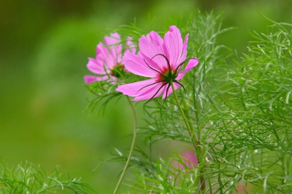 大波斯菊与格桑花有哪些区别，植株大小、叶片、花期等方面均不同