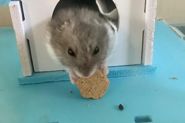 如何才能判断仓鼠牙齿过长，超过1厘米就算过长了