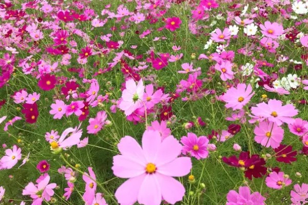 大波斯菊与格桑花有哪些区别，植株大小、叶片、花期等方面均不同