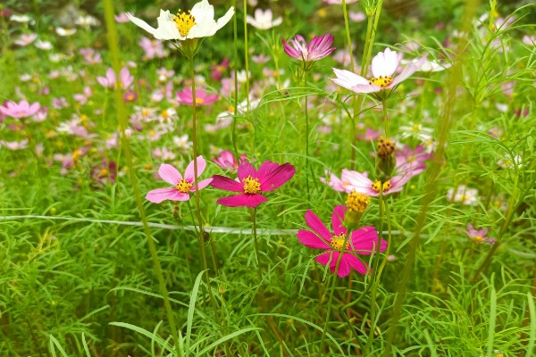 大波斯菊与格桑花有哪些区别，植株大小、叶片、花期等方面均不同