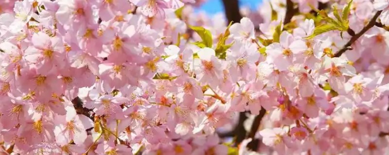 樱花的栽培历史，栽培历史已经有2000多年