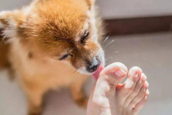 小狗舔主人的手有什么含义，可能是在传达示好卖萌、喜欢主人等信息