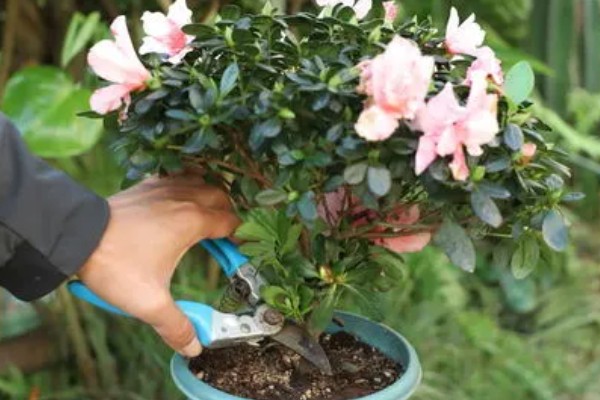 杜鹃花花期后如何剪枝，需要及时修剪残花