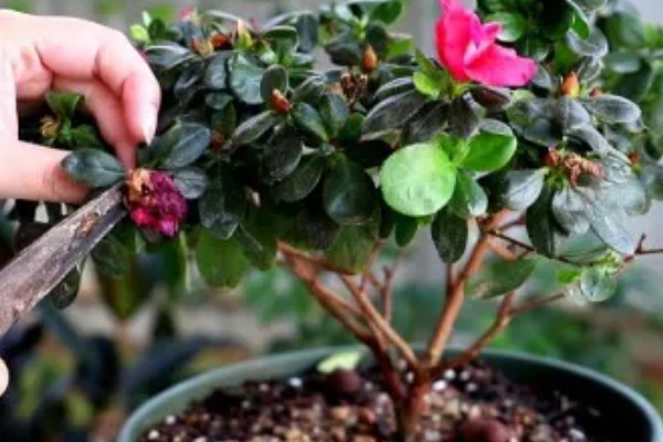 杜鹃花花期后如何剪枝，需要及时修剪残花
