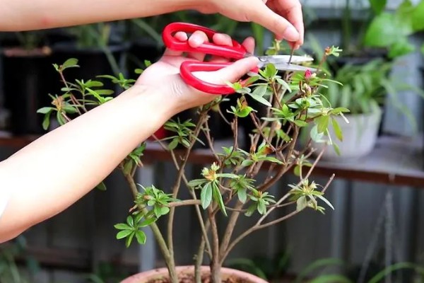 杜鹃花花期后如何剪枝，需要及时修剪残花