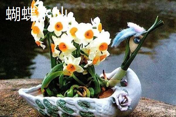 水仙花有什么种类，常见蝴蝶水仙、丁香水仙等品种