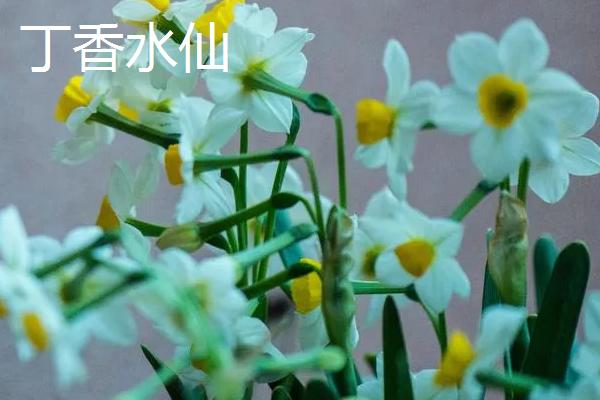 水仙花有什么种类，常见蝴蝶水仙、丁香水仙等品种