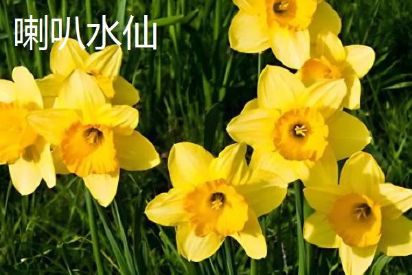 水仙花有什么种类，常见蝴蝶水仙、丁香水仙等品种
