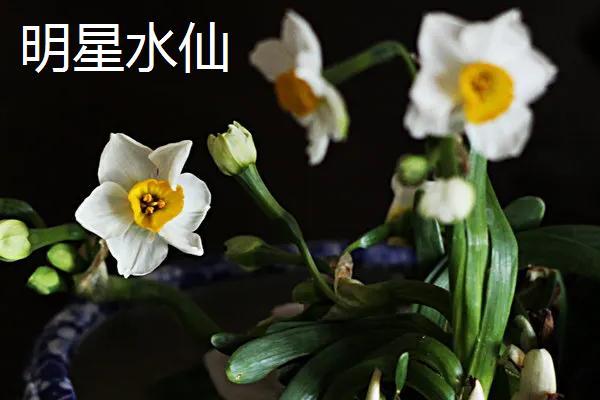 水仙花有什么种类，常见蝴蝶水仙、丁香水仙等品种
