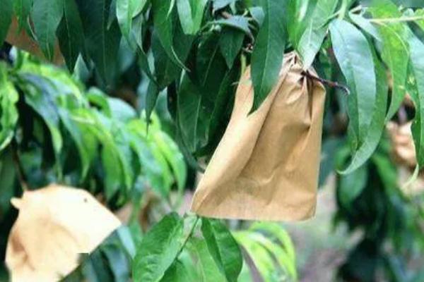 风味皇后桃品种介绍，产自临沂沂蒙山