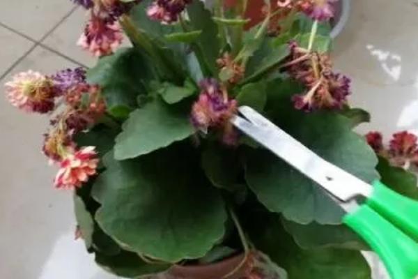 瓜叶菊开完花后怎么处理，需及时修剪残花
